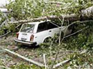 В Тольятти деревья падают на машины